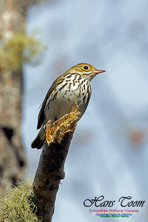 Ovenbird 3