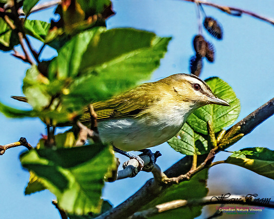 Red-eyed Vireo 102