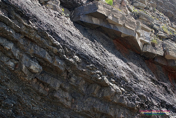 Joggins Fossil Cliffs 110