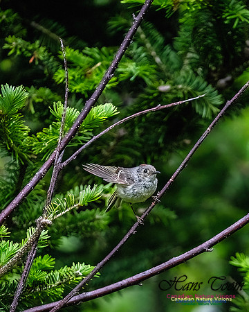 Ruby-crowned Kinglet 110