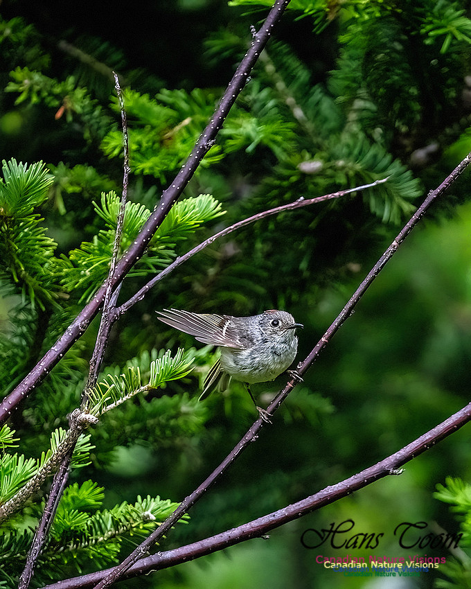 Ruby-crowned Kinglet 110