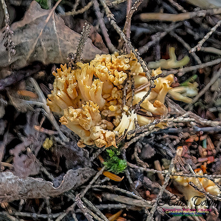 Fungi Walk 115