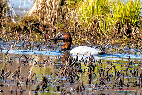 Canvasback 111