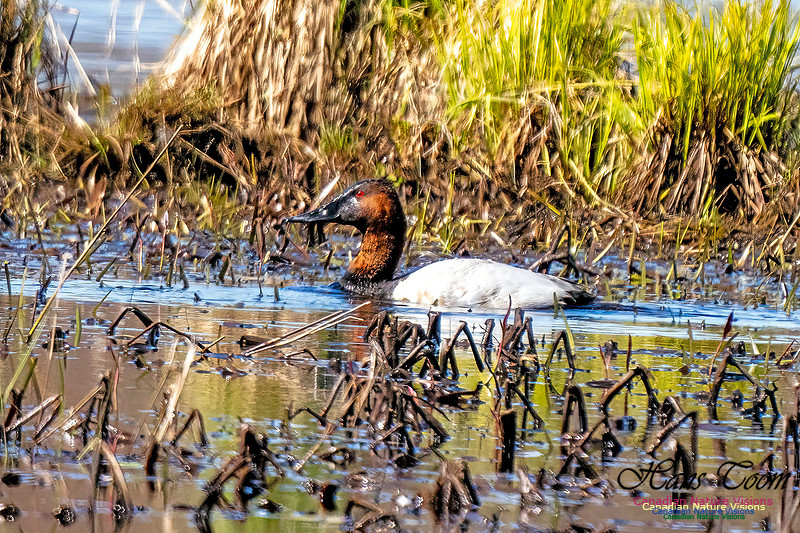 Canvasback 111