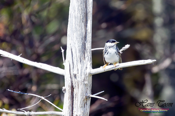 Blackpoll Warbler 11