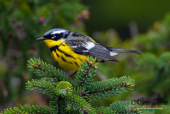 Magnolia Warbler