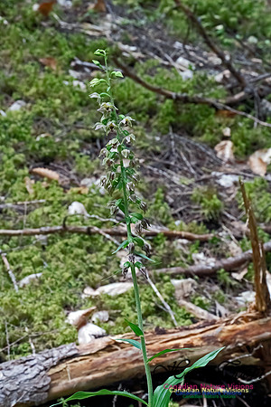 Heelleborine Orchid 200