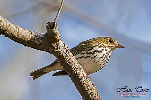Ovenbird 104
