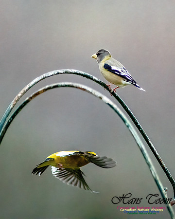 Evening Grosbeak 103