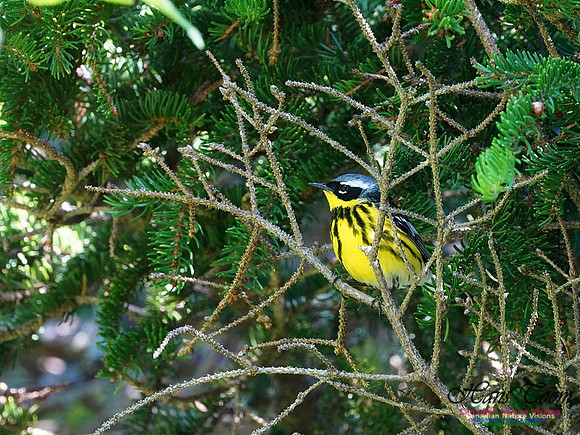 Magnolia Warbler 100