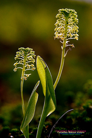 Green Adders Mouth Orchid