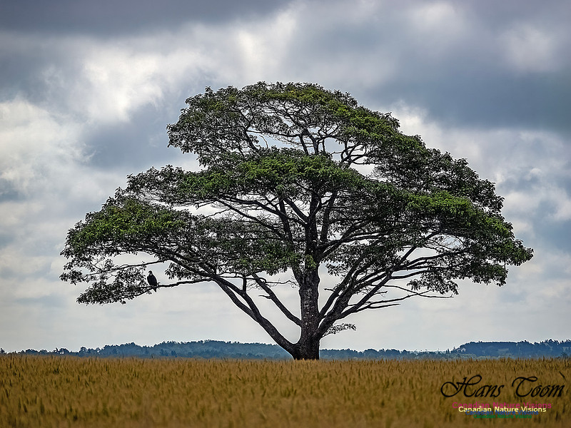 The Perfect Tree 201