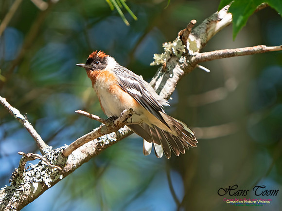 Bay-breasted Warbler 9