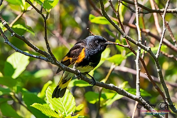American Redstart 1009