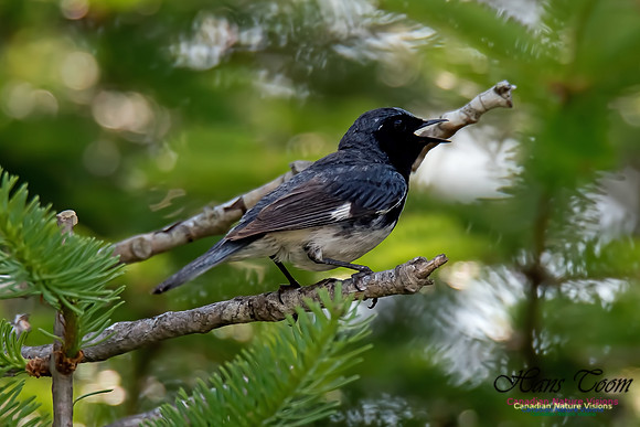 Black-throated Blue Warbler