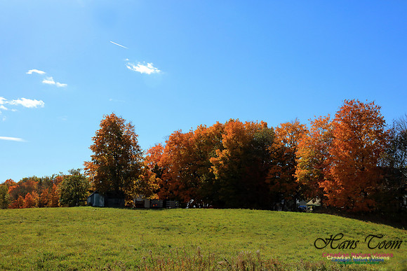 Maple Forest Fall Colours 2016