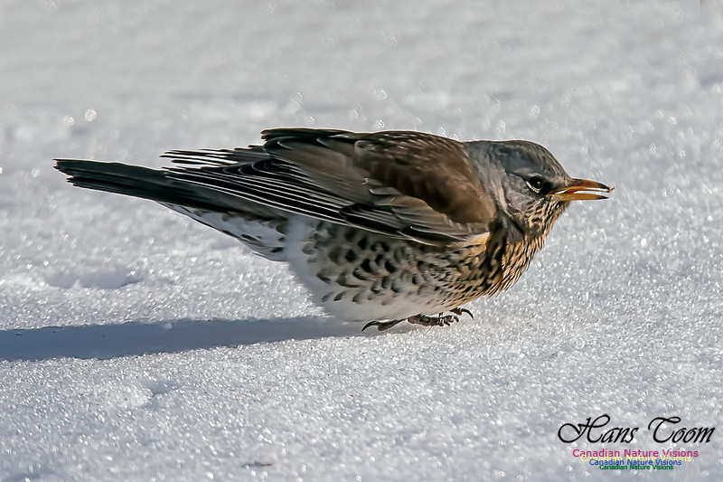 Fieldfare