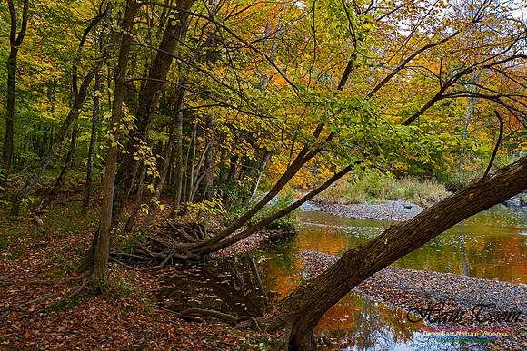 Fall Colours and Reflections 132