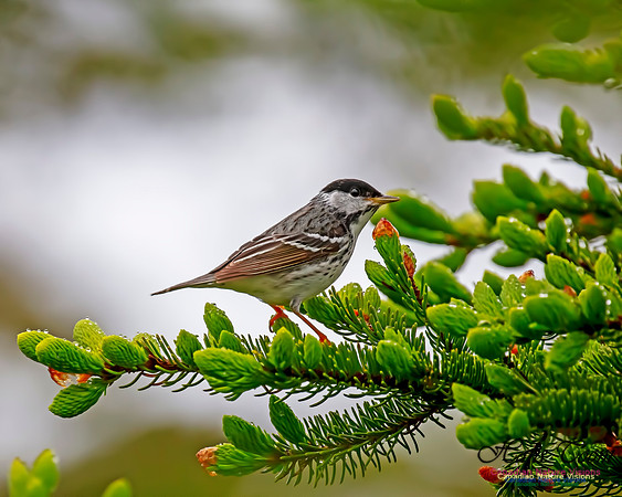 Blackpoll Warbler 108