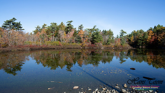 Frog Pond Stroll 102