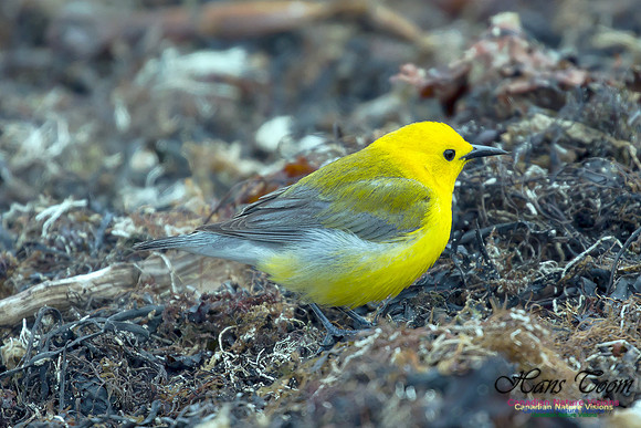 Prothonotary Warbler 24