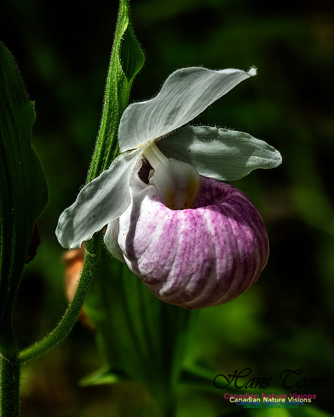 Showy Lady's Slipper Orchid 155