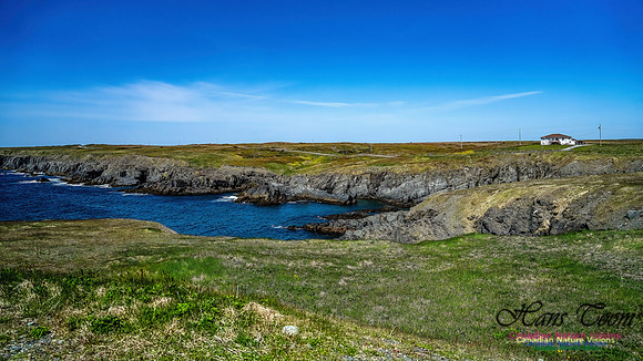 Cape Race 131