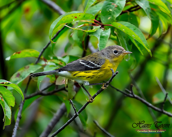 Magnolia Warbler 37