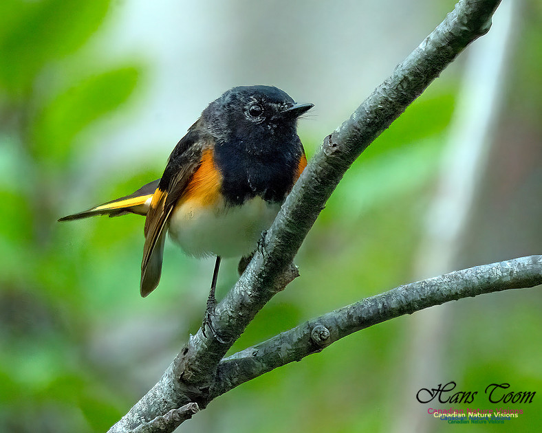 American Redstart 101