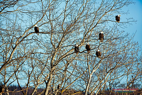 Bald Eagle