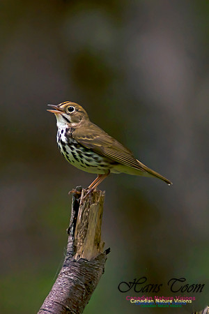 Ovenbird