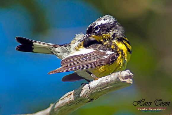 Magnolia Warbler