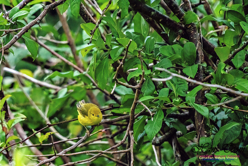 Wilson's Warbler 207