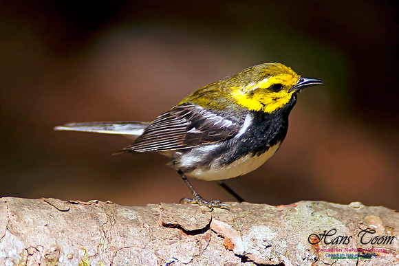 Black-throated Green Warbler