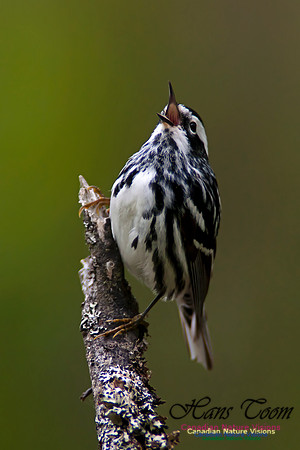 Black-and-White Warbler