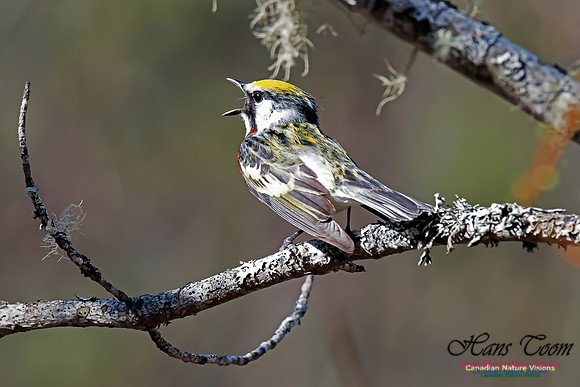 Chestnut-sided Warbler