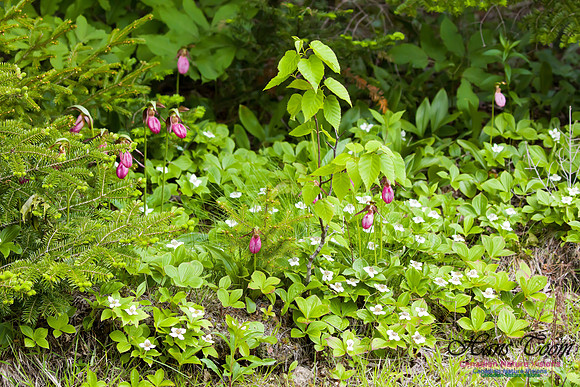 Pink Ladies Slipper Orchid 1