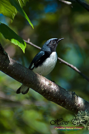 Black-throated Blue Warbler