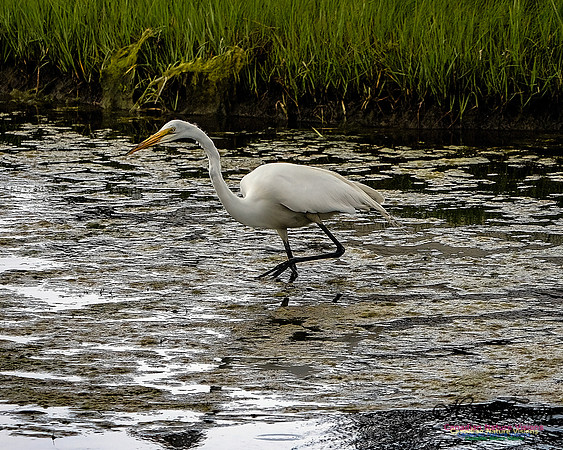 Great Egret 407
