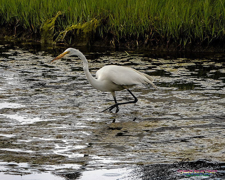 Great Egret 407