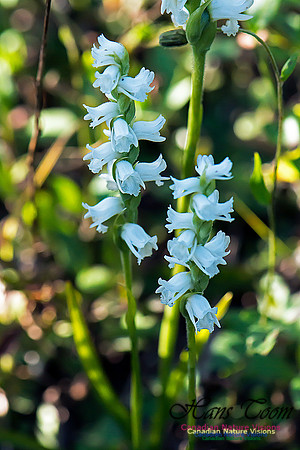 Nodding Ladies Tresses Orchid