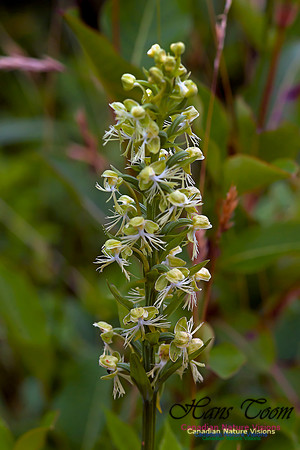 Ragged Fringed Orchid