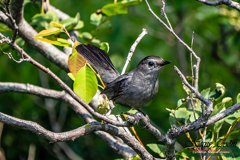 Grey Catbird 105