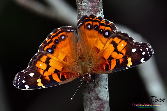 Painted Lady