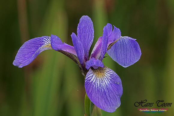 Blue Flag Iris 100
