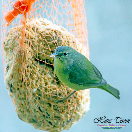 Orange-crowned Warbler 13