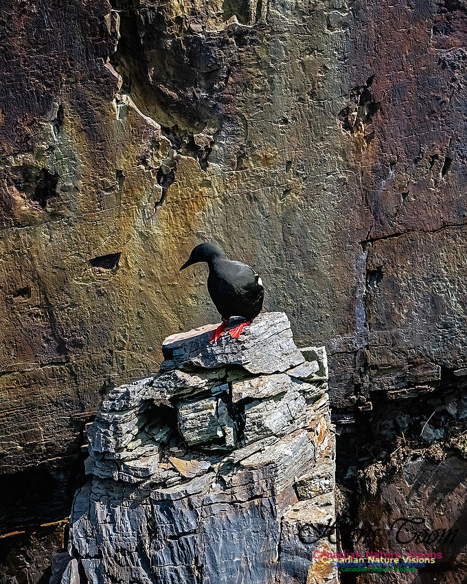 Elliston and Atlantic Puffins 119
