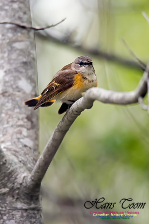 American Redstart
