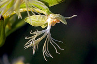 Ragged Fringed Orchid