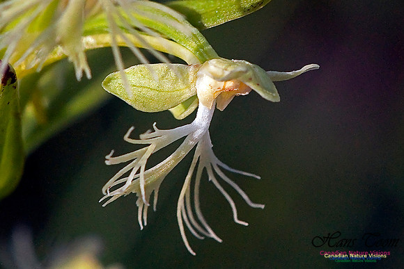Ragged Fringed Orchid